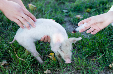 Veterinarian giving injection to piglet on farm