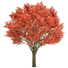 Acer Tree Isolated