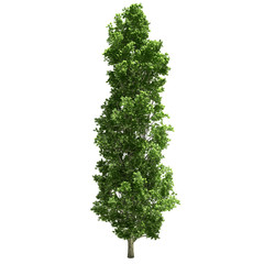 Obraz premium Poplar Tree Isolated