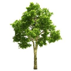 Tall canadian Maple Tree Isolated
