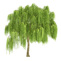 Weeping Willow Tree Isolated - obrazy, fototapety, plakaty