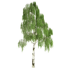 Tall Russian Birch Tree Isolated