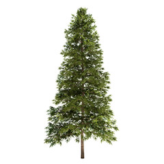 Spruce Tree Isolated