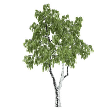 Russian Birch Tree Isolated