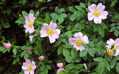 Fototapeta premium Bush of brier with colors