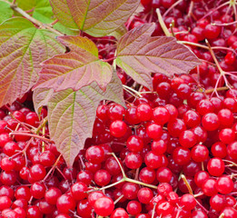 viburnum berries background