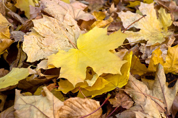 autumn leaves