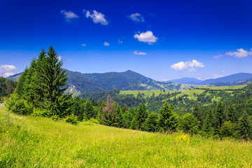 Fototapeta na wymiar mountain view from green meadow in summer