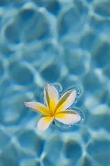 Fototapeta na wymiar Plumeria in Water