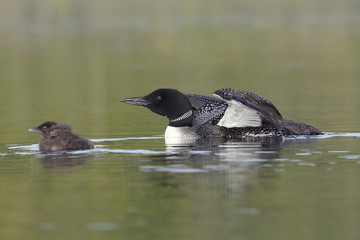 Common Loon Keeping Watch Over its Baby