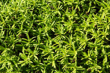 Obraz premium Nature Texture