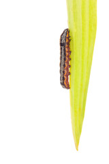 Fototapeta premium butterfly caterpillar larva