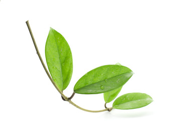 Obraz premium Ornamental plants