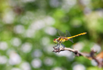 Dragonfly on a branch