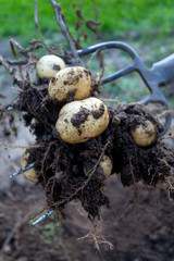 dug out potatoes