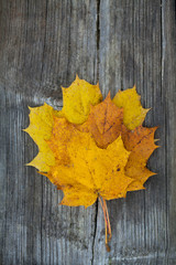 Naklejka na ściany i meble autumn maple leafs on wooden background