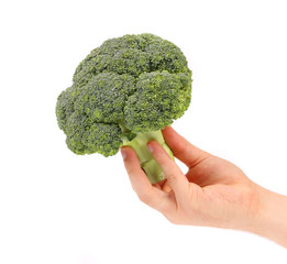 Naklejka na ściany i meble Hand holds fresh broccoli.