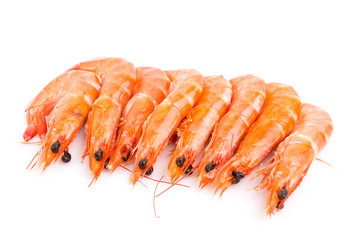 Shrimp
