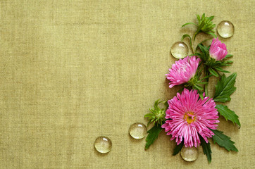 Pink asters composition