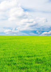 Obraz premium green grass on spring field