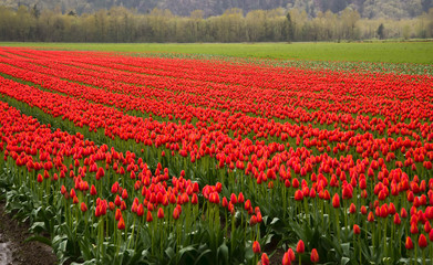 Many Rows of Red Tulips