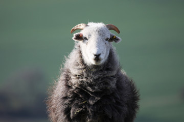 Sheep Portrait