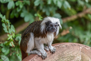 Tamarin Monkey