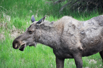 Naklejka na ściany i meble Wild moose, Alaska