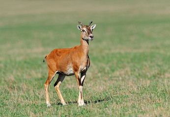 Mouflon in the southern plains