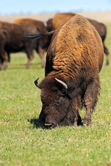 Bison in the southern plains