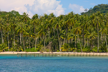 Obraz premium Coconut tree on the beach, Thailand