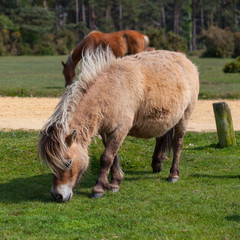 Wild pony in New Forest National Park