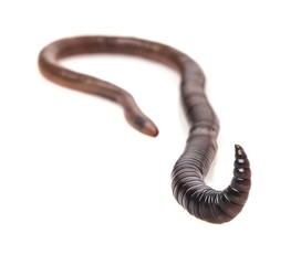 earthworm on a white background