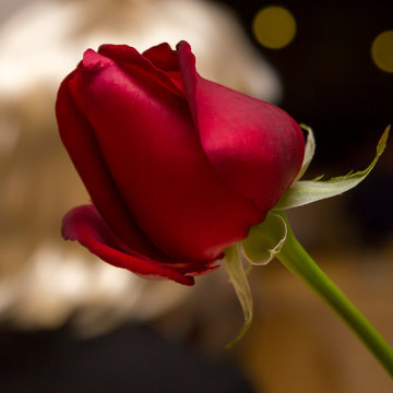 Red rose in the night with golden background