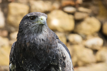 Retrato de Aguila Real 3