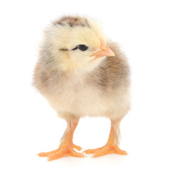 Fototapeta premium Small chicken