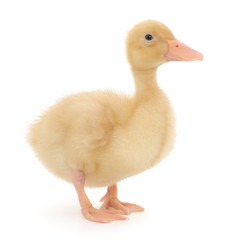 one duckling