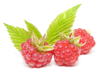 red raspberry fruits isolated