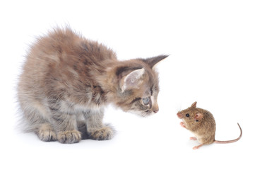 Mouse and kitten