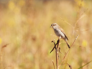 Obraz premium Red backed Shrike, Lanius collurio