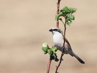 Red backed Shrike, Lanius collurio