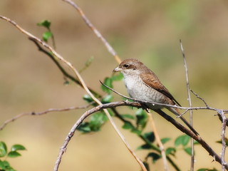 Red backed Shrike, Lanius collurio
