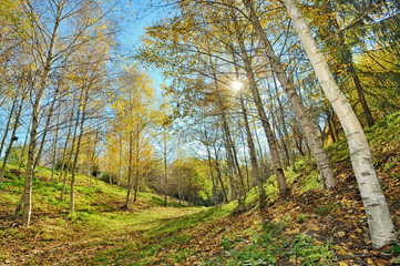 Obraz premium autumn forest