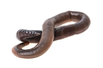 one earthworm