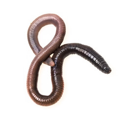 an earthworm on a white background