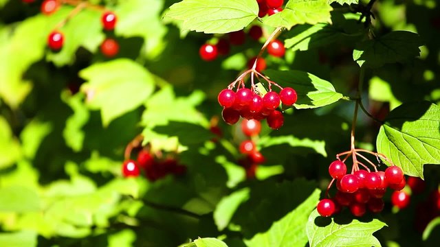 Berries of Viburnum opulus