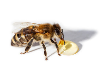 Bee
