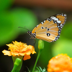 monarch butterfly