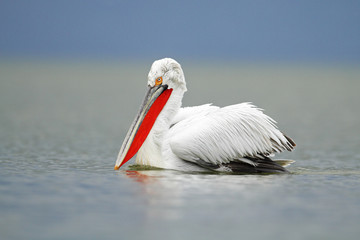 Dalmatian Pelican