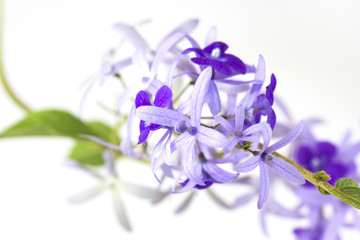 Petrea volubilis flower